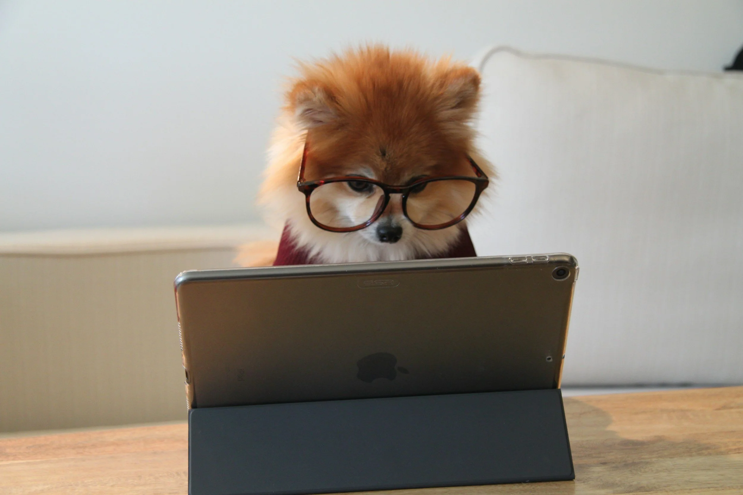 chien avec des lunettes derrière un ordinateur